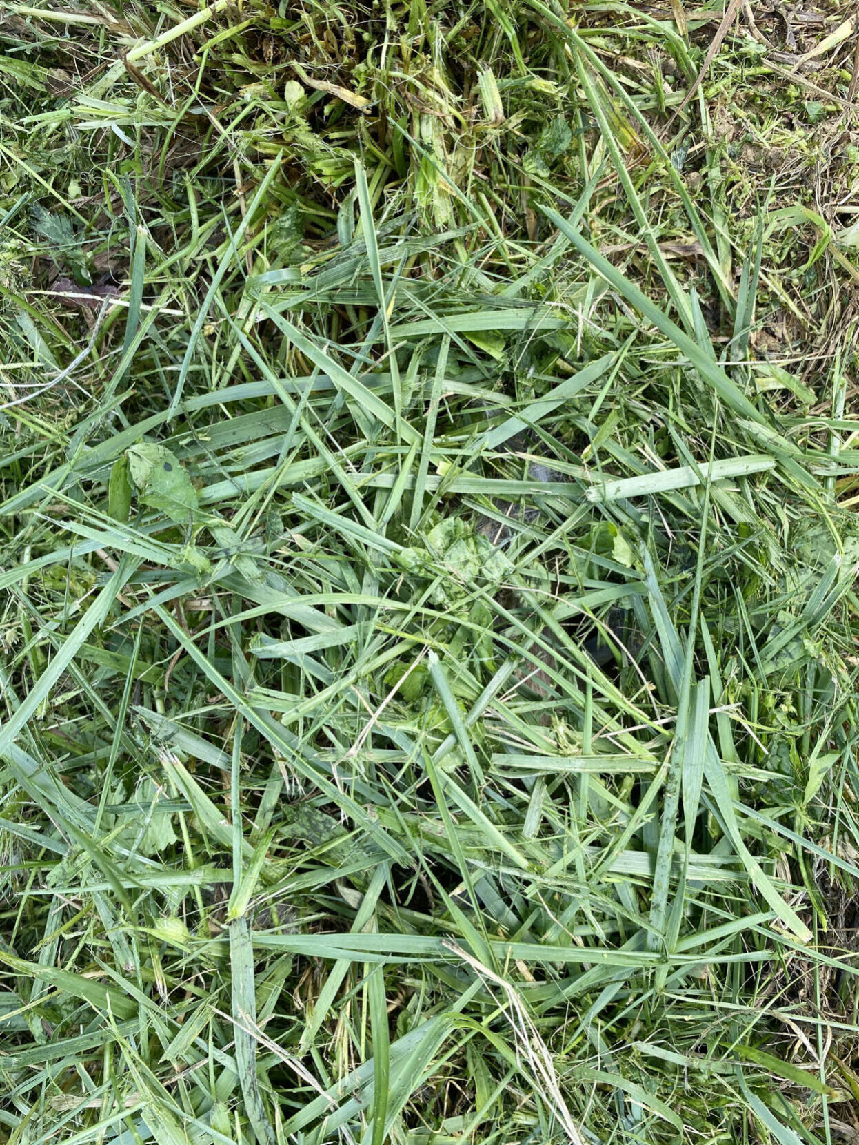 NN36 - grass over nest